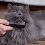 What does cat grooming include?