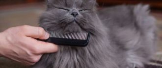 What does cat grooming include?