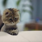 Sad kitten sitting on the sofa