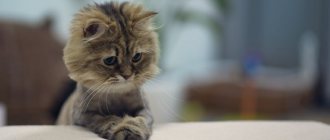 Sad kitten sitting on the sofa