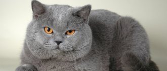 The character of British cats and their behavior