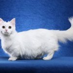 Skinny white cat Napoleon