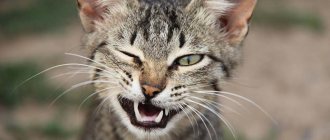 Интересные факты о наших питомцах: зачем кошке брови