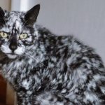 Изменение окраса у кошки: причины и коррекция