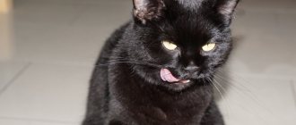 perverted appetite in cats