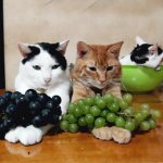 Raisins are more harmful to cats&#39; health than grapes