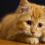 Why does a woman dream about a red kitten?