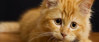 Why does a woman dream about a red kitten?