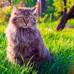 К факторам влияющим на рост сибирской кошки можно отнести: наследственность, сбалансированное питание и уход за питомцем