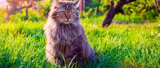 Factors influencing the growth of a Siberian cat include: heredity, balanced nutrition and pet care.