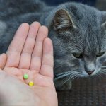 how often to give deworming tablets to cats