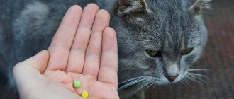 как часто давать таблетки от глистов кошкам