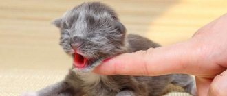 How to feed a newborn kitten without a cat