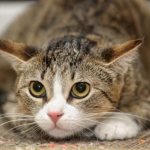 How cats express their feelings read the article