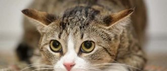 How cats express their feelings read the article