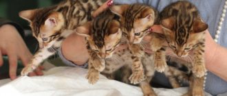 How to start breeding cats and become a successful breeder, where to start a kitten breeding business?