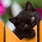 How to name a black kitten a girl, read the article