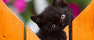 How to name a black kitten a girl, read the article