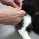 How do cats cope with castration?