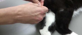 How do cats cope with castration?