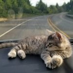 How to transport a cat without a carrier