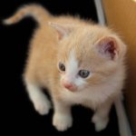 How do newborn kittens feed?