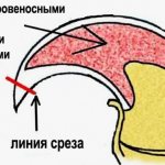 Как подстричь кошке когти