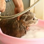 How to wash a cat read the article