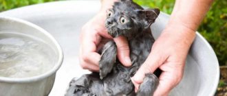 How to wash a cat if he is afraid of water: recommendations and tips