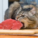 How to Prepare Healthy Homemade Cat Food