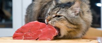 How to Prepare Healthy Homemade Cat Food