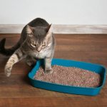 How to train a kitten to use a litter box