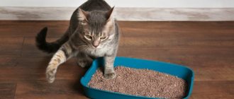 How to train a kitten to use a litter box