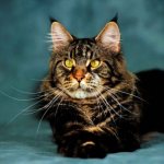 How did the Maine Coon breed originate?