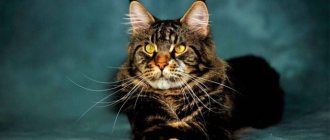 How did the Maine Coon breed originate?