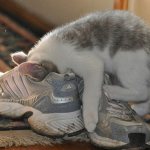 how to remove cat urine smell from shoes