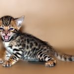 How to care for a Bengal kitten?