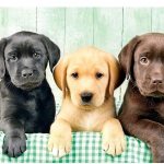 How to find out the dog breed for a puppy thumbnail