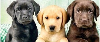 How to find out the dog breed for a puppy thumbnail