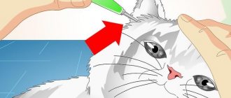 How to choose ear mite drops for cats