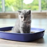 which litter tray is best for a kitten