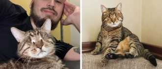 What is it like to live with a blind cat? The owner spoke about the characteristics of his cat, for whom blindness is not a death sentence 