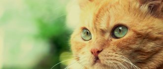 calcivirus in cats