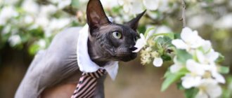 Canadian Sphynx sniffing flowers