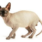 Canadian Sphynx