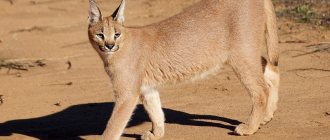 caracal