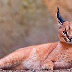 Caracal