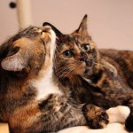 A neutered cat wants a cat: reasons