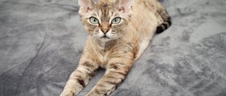 Key facts about the Devon Rex