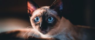 Key facts about the Siamese cat